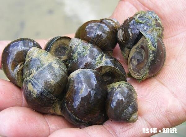 炒田螺放不放姜为什么