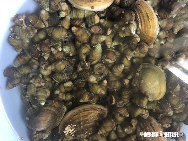 炒田螺放不放姜为什么