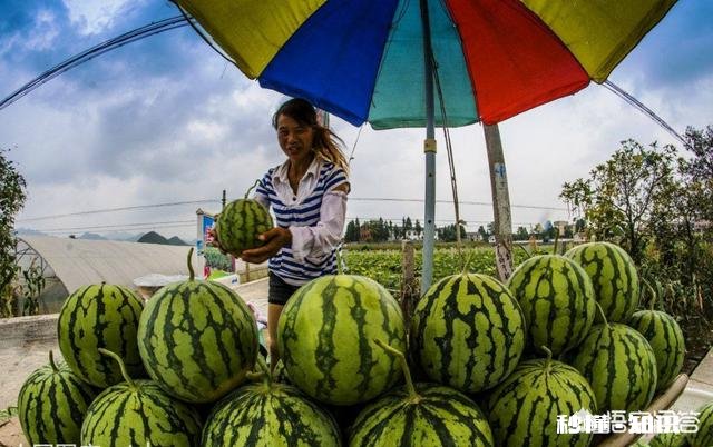 西瓜涨价30%，接下来西瓜价格还会上涨多少