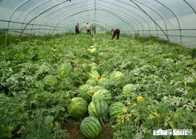 西瓜涨价30%，接下来西瓜价格还会上涨多少