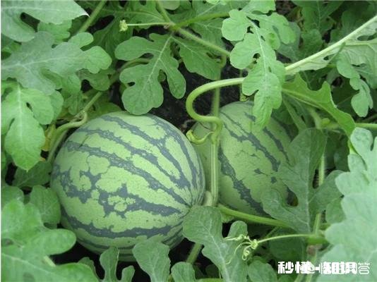 西瓜涨价30%，接下来西瓜价格还会上涨多少