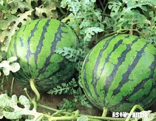 西瓜涨价30%，接下来西瓜价格还会上涨多少