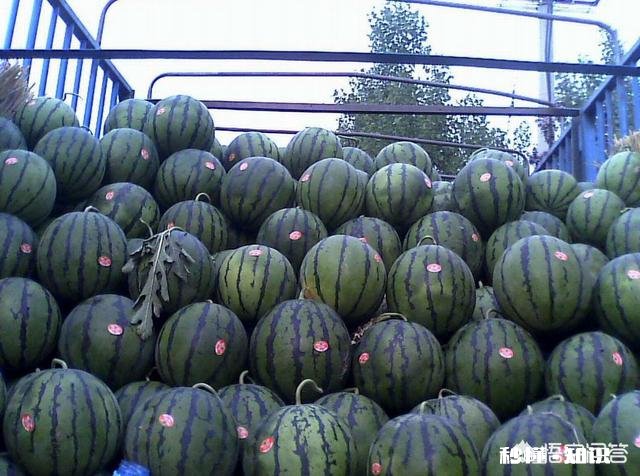 西瓜涨价30%，接下来西瓜价格还会上涨多少