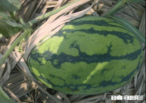 西瓜涨价30%，接下来西瓜价格还会上涨多少