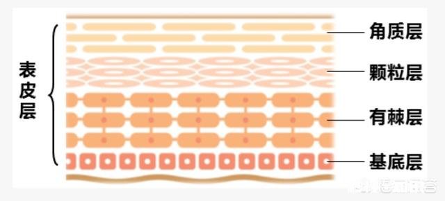 为什么有些敷完面膜第二天脸会比较干