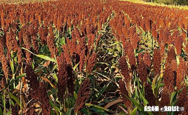 高粱什么时候价格便宜点