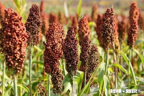 高粱什么时候价格便宜点