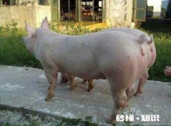 怀孕母猪发烧用药后不吃，鼻孔有血是什么病