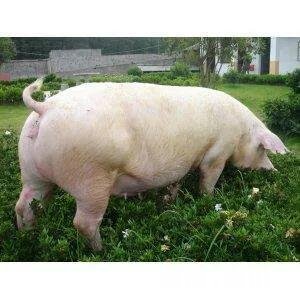 怀孕母猪发烧用药后不吃，鼻孔有血是什么病