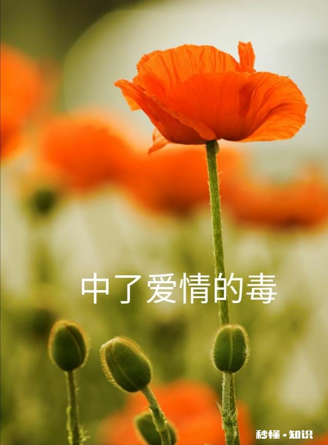 太爱他了不想离开他，明知道结果却还是一意孤行了，每天一不理我就好难受，爱得太深了该怎么办