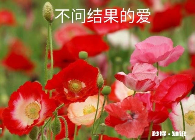 太爱他了不想离开他，明知道结果却还是一意孤行了，每天一不理我就好难受，爱得太深了该怎么办