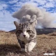 以跌停价卖出股票，如果开盘没有跌停会以没有跌停的价格成交吗