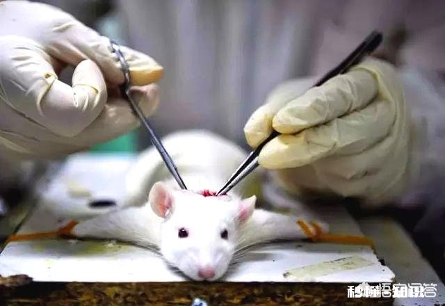 科学家总用老鼠做实验，但实验结论都适用于人类吗
