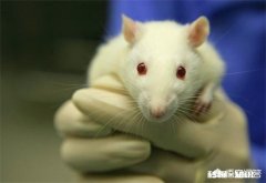 科学家总用老鼠做实验，但实验结论都适用于人类吗