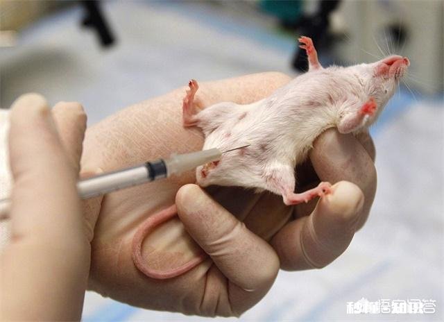 科学家总用老鼠做实验，但实验结论都适用于人类吗