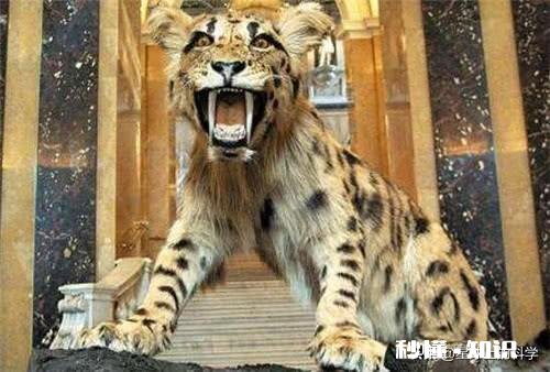 食物链中有最高统治者么