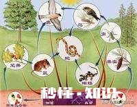 食物链中有最高统治者么