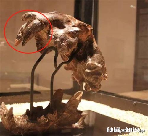 食物链中有最高统治者么