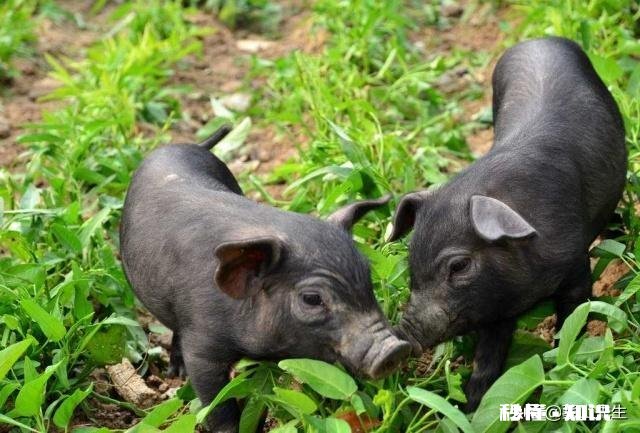 农村俗语，猪来穷狗来富，猫来头上顶白布。有何寓意和禁忌