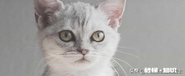 农村俗语，猪来穷狗来富，猫来头上顶白布。有何寓意和禁忌