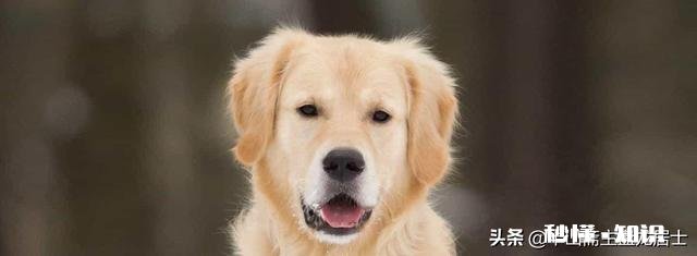 农村俗语，猪来穷狗来富，猫来头上顶白布。有何寓意和禁忌