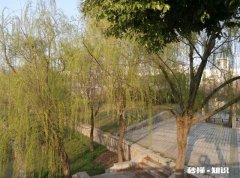 和老公一起做生意，还是选择打工