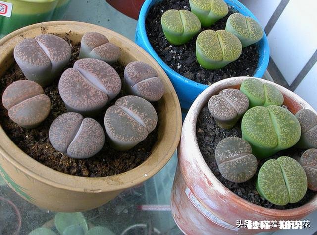 闲来无事，想给多肉pp换盆请问如何操作