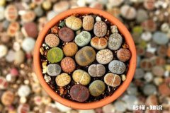 闲来无事，想给多肉pp换盆请问如何操作