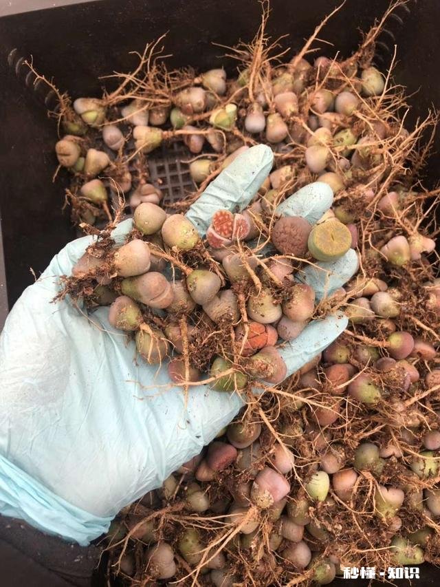 闲来无事，想给多肉pp换盆请问如何操作