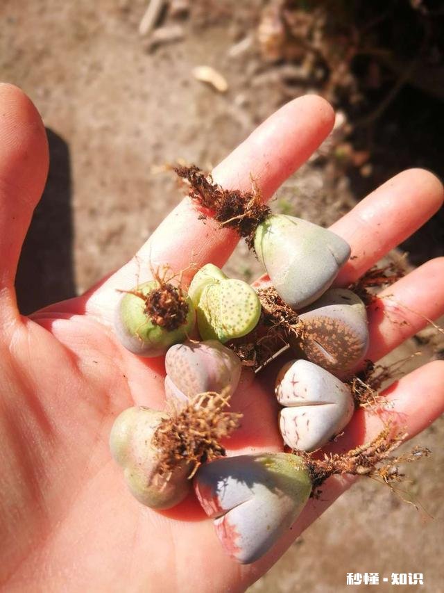 闲来无事，想给多肉pp换盆请问如何操作