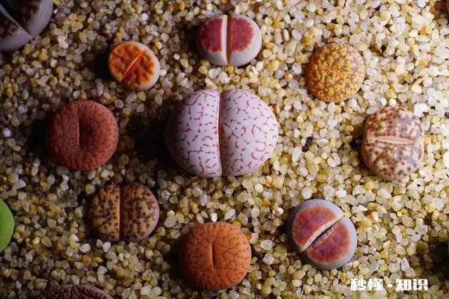 闲来无事，想给多肉pp换盆请问如何操作