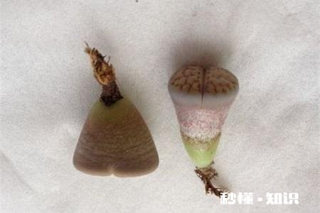 闲来无事，想给多肉pp换盆请问如何操作