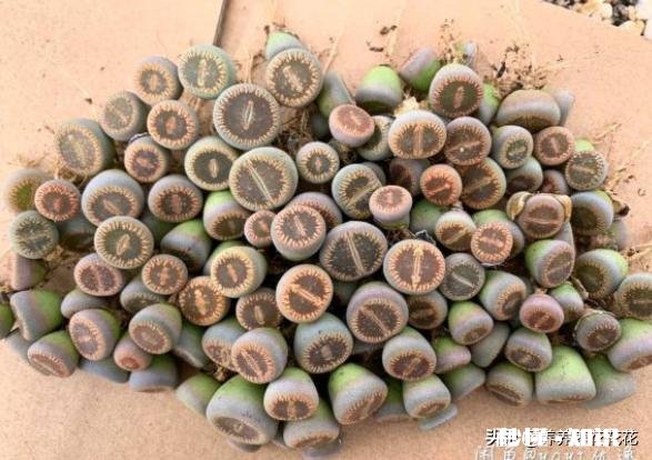 闲来无事，想给多肉pp换盆请问如何操作