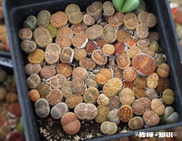 闲来无事，想给多肉pp换盆请问如何操作