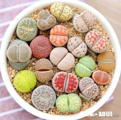 闲来无事，想给多肉pp换盆请问如何操作