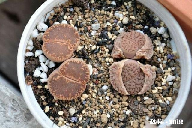 闲来无事，想给多肉pp换盆请问如何操作