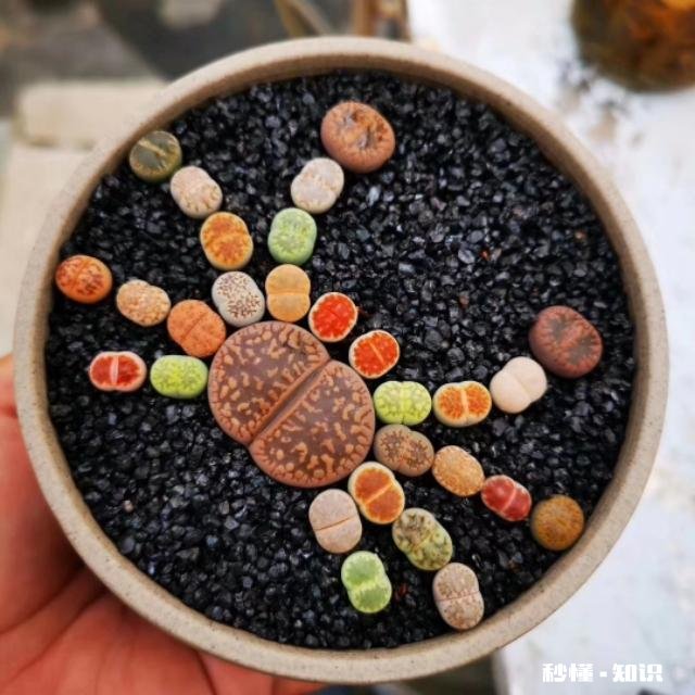 闲来无事，想给多肉pp换盆请问如何操作