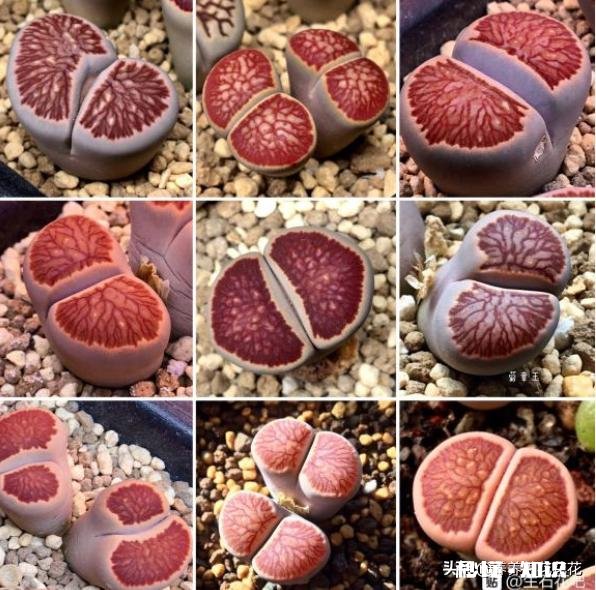 闲来无事，想给多肉pp换盆请问如何操作