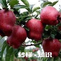 花牛苹果的独到之处在哪里