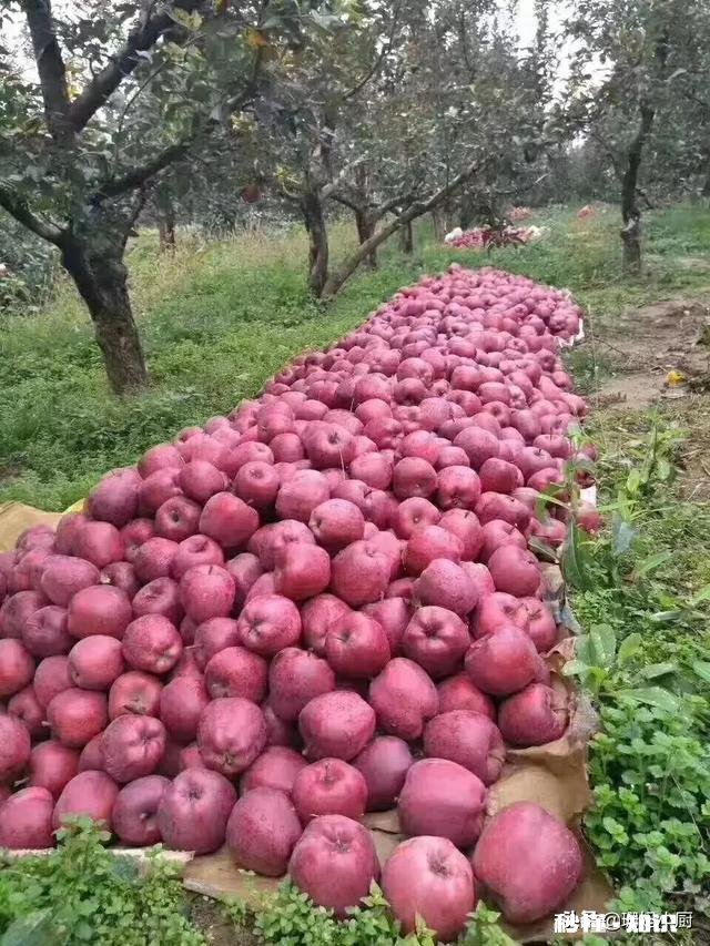 花牛苹果的独到之处在哪里