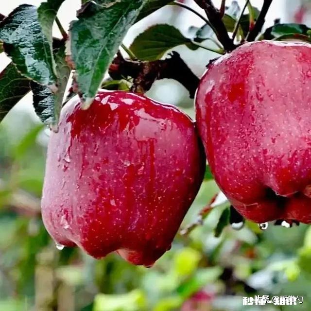 花牛苹果的独到之处在哪里