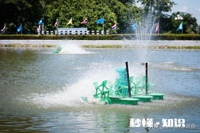 鱼塘面积小适合做高密度养殖吗如何做好