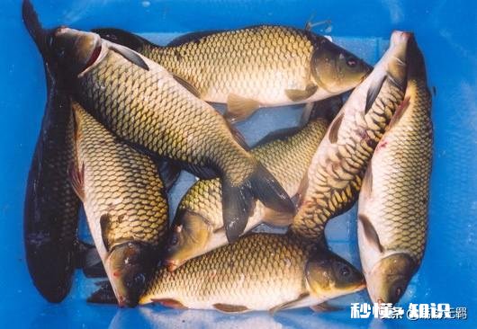 鱼塘面积小适合做高密度养殖吗如何做好