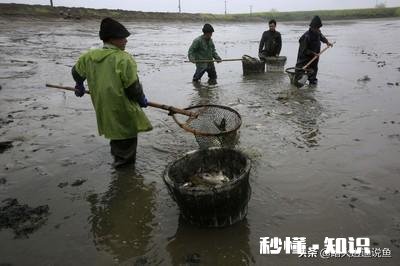 鱼塘面积小适合做高密度养殖吗如何做好