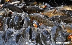 鱼塘面积小适合做高密度养殖吗如何做好