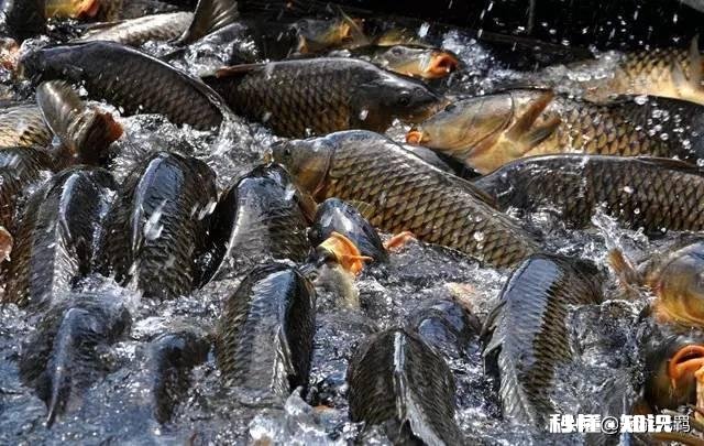 鱼塘面积小适合做高密度养殖吗如何做好