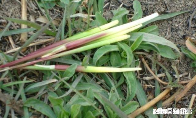 农村特色产品，还有多少是童年的记忆