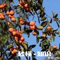 农村特色产品，还有多少是童年的记忆