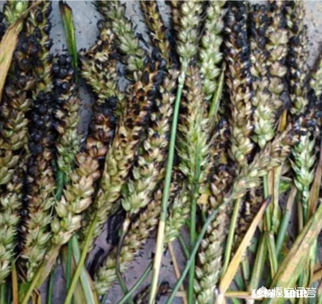 农村特色产品，还有多少是童年的记忆