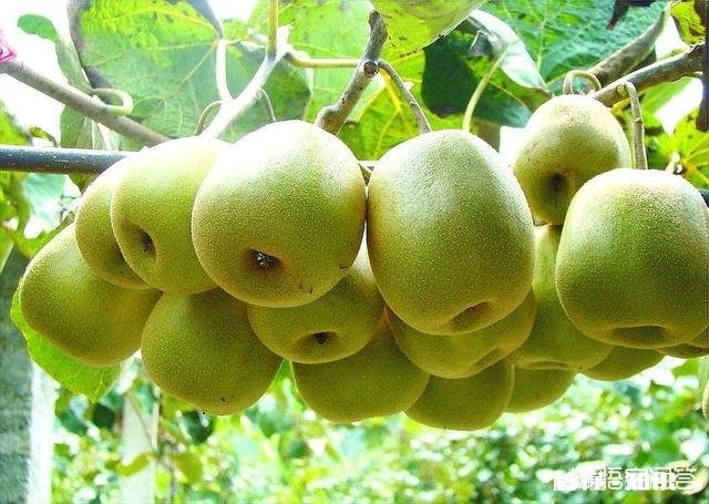 家里种的五亩徐香猕猴桃马上就要成熟了，通过什么渠道可以在网上卖出去